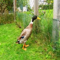 Kleinanzeige: Notfall! Laufentenerpel zu verschenken! Schnell!