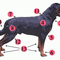Die Reform des Vergnügungsrechts? - die 14 Sitzung des Gemeinderates