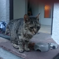 Unterberg: Katze zugelaufen