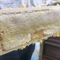 Gleich noch mal: Honigernte