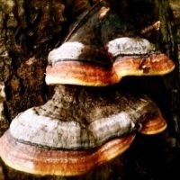 Wer gewinnt? Deutschland - Holland