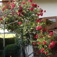 Wohnungssuche: Gartenliebhaberin sucht neue Bleibe