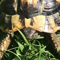 Schildkröte entlaufen!