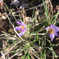 Bienen zu Pflugscharen Bienen zu Pflugscharen