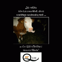 die urkuh (no 5 von allen)