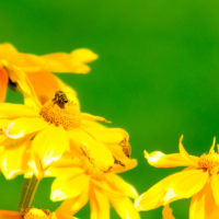 Aus den Augen des Wahlkampfthemas