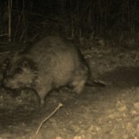 Berger Schwarzbauer erwischt