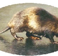 Was macht eigentlich ... der Bund Naturschutz Berg?