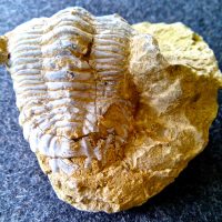 Berger Ureinwohner im Garten gefunden