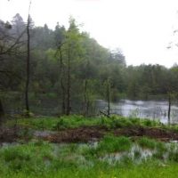 Der Berger Sumpf Der Berger Sumpf