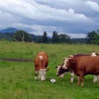 Öffentliches schauen