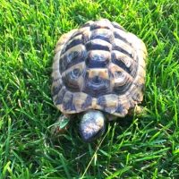 Hereinkriechende Mitbewohner