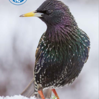 Letzter Tag! Wintervögel zählen! Letzter Tag! Wintervögel zählen!