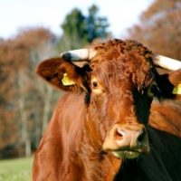 Der QUH-Adventskalender 2011 - die 7. Kuh