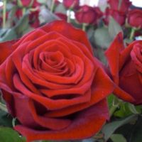 Ausflug des OGBV Ausflug des OGBV