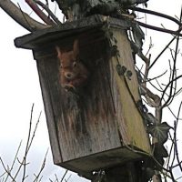 Was kreucht und fleucht ...