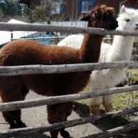 Tiere in Berg: A wie Alpaka