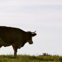 Der QUH-Adventskalender 2011 - die 13. Kuh