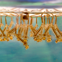 Heute abend: Mücken im Gemeinderat