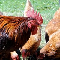 Neue Wege: Genussrechte für den Löfflerhof Neue Wege: Genussrechte für den Löfflerhof