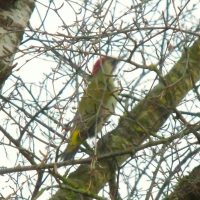 Stunde der Wintervögel Stunde der Wintervögel