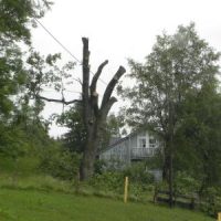 Berger Kaufmann fällt 150-jährige Eiche