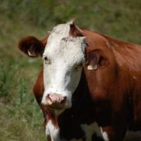 Urlaubsgrüße von den Kitzbühler Alpen