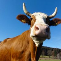 Der QUH-Adventskalender 2011 - die 12. Kuh