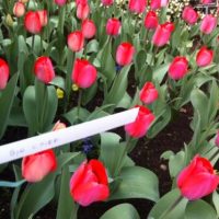 Ostern! Froh! Ostern! Froh!