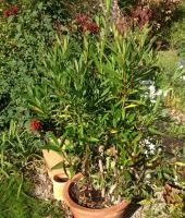 Kleinanzeige: Am Samstag Hausflohmarkt in Aufkirchen Kleinanzeige: Am Samstag Hausflohmarkt in Aufkirchen