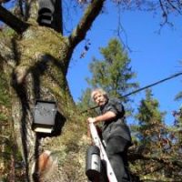 Fledermäuse statt chemischer Keule Fledermäuse statt chemischer Keule