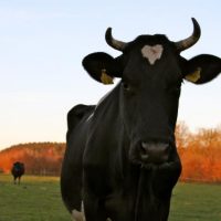 Der QUH-Adventskalender 2011 - die 5. Kuh Der QUH-Adventskalender 2011 - die 5. Kuh