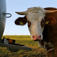 Der QUH-Adventskalender 2011 - die 14. Kuh