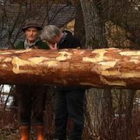 Um die Ecke gefahren: der neue Farchner Maibaum Um die Ecke gefahren: der neue Farchner Maibaum