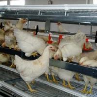 Unter Hühnern - Neues vom Löfflerhof