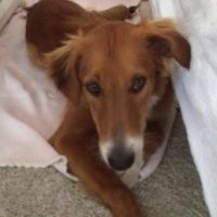 Hündin vermisst Hündin vermisst