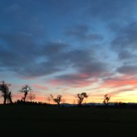 Das 10. Bäumchen: die Apfelbaum-Allee von Biberkor