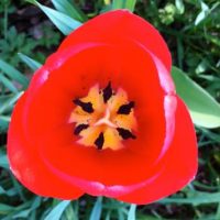 30 Jahre Bund Naturschutz in Berg 30 Jahre Bund Naturschutz in Berg