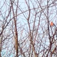 Stunde der Wintervögel Stunde der Wintervögel