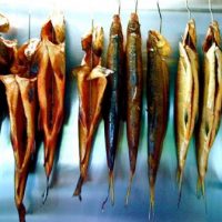 Global das Denken - Lokal die Renken!