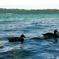 Gibt es die QUH noch?