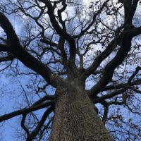 Das 13. Bäumchen: die Tochter der Königseiche