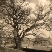 Das 12. Bäumchen: die Berger Königseiche