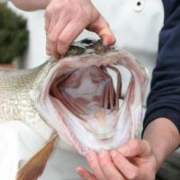 Mann beißt Fisch Mann beißt Fisch