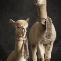 Ein Fotoshooting der anderen Art