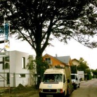 Blutbuchen zu Parkplätzen? - Bericht aus dem Gemeinderat Blutbuchen zu Parkplätzen? - Bericht aus dem Gemeinderat