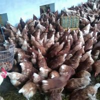 Stallpflicht für Hausgeflügel