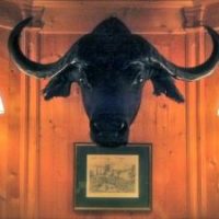 Im Zeichen des Büffels