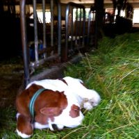 Neue Kühe braucht das Land