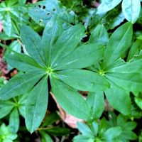 Wir sind Waldmeister!